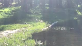 Geese at Lassen