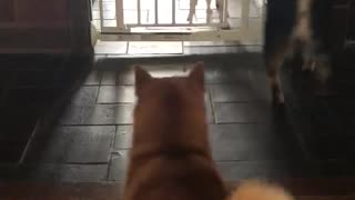 Our Shiba Friends Arrive