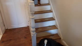 Bernese Mountain Dogs on the stairs