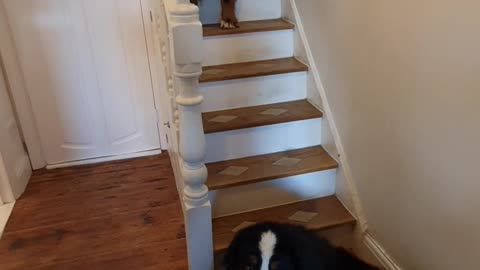 Bernese Mountain Dogs on the stairs