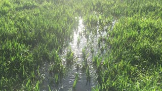 Wetlands near the house