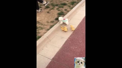 Puppy and ducks