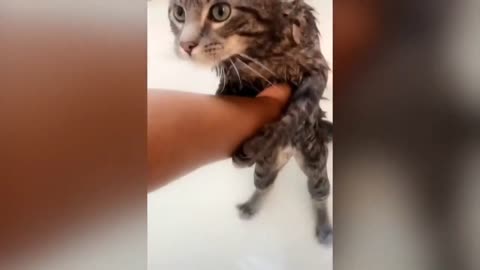 Cat bathing funny video 😂