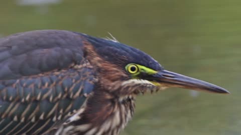 Green Heron Fishing