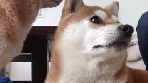 Funny Akita Dog Get Jealous