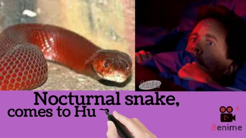 Deadly,Terrorising Red Cobra Spitting Venom