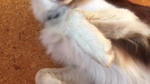 White brown dog laying on orange carpet enjoys being brushed