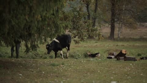 Cow calf was scared by dog and runs away from the puppy. Dog scared a young bull. Side view