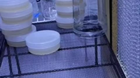 How to clean up contaminated agar w transfers