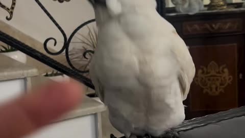 birds,bird,funnybirds,parrot,parrot talking,funny parrots tik tok,birds singing,talking parrot,birds