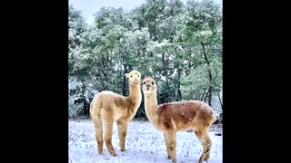 Alpacas enjoy winter wonderland in Australia