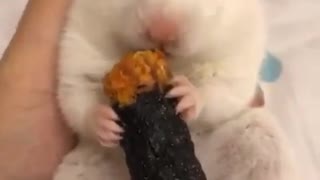 hungry hamster