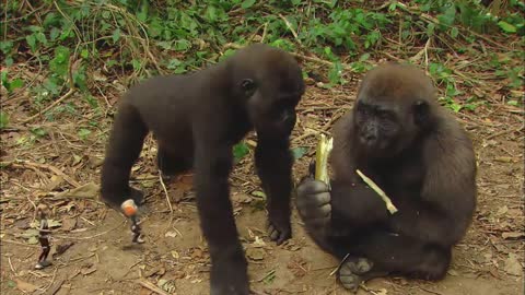 * GORILLA * | Animals For Kids