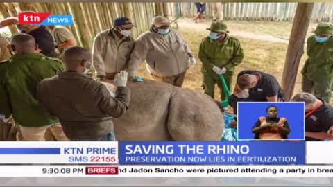 Saving the Rhino- Northern White Rhino on the verge of extinction