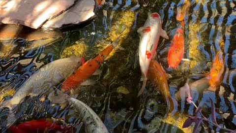 Koi fish pond