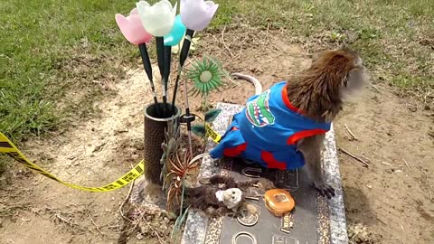 Florida Gators Hairiest Cheerleader