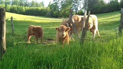 2 cute long haired curious calves wondering who comes there. June 2.2021 Germany VIDEO