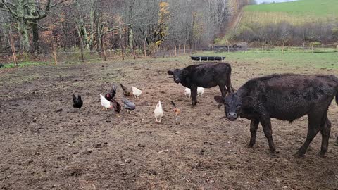 Cows are crying that the chickens won't leave