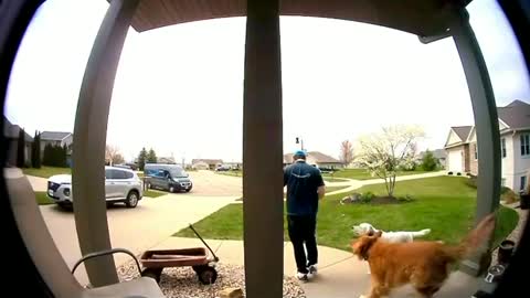 Dog Steals Package dropped off by the Delivery Person