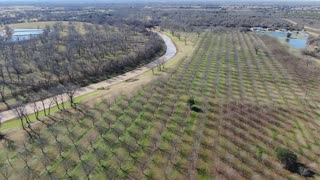 Old Pecan Plantation, January 2, 2020