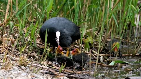 Cute birds feeding their babies