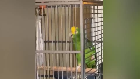 A parrot and a cat fight over food