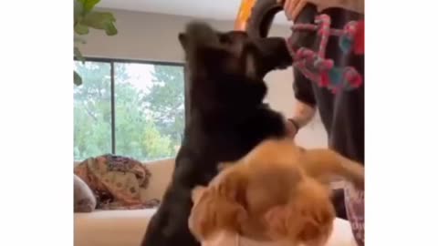 Dogs and their silly antics