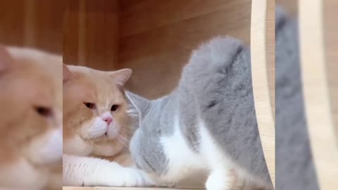 So Funny , Cat Playing with Best Friend