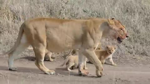 (Orignal audio)Adorable six lion cubs enjoy thier fast out door advanture