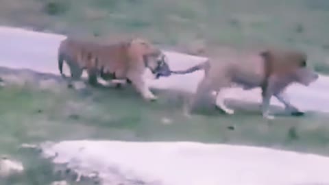 Tiger vs lion fight