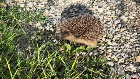 Family Diary- Mini Dachshunds face to face with hedgehog