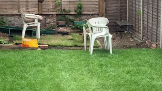 Fox Having Fun with Dog's Ball