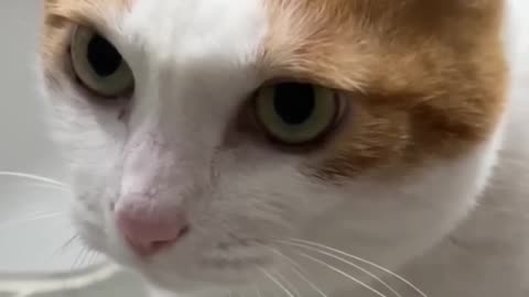 Funny Animal Video Part-6