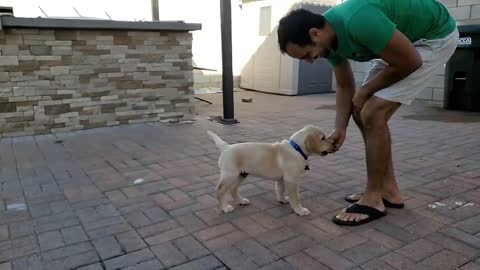 Labrador Puppy Beautifully PerformingTraining Commands. Demonstrations of Training Skills