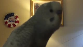 Larry the Parakeet says Pretty Baby Bird