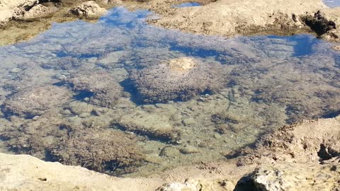 fish in natural pond