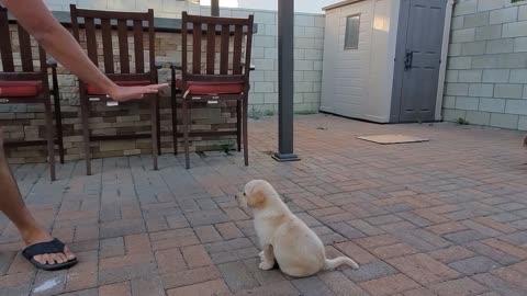 LABRADOR PUPPY LEARNING AND PERFORMING