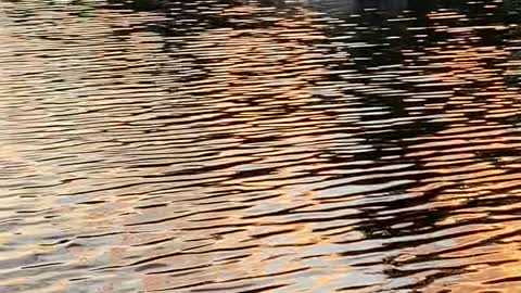 Loons Playing Tag on a Lake