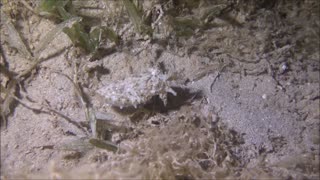 Squid swimming in the Red Sea, eilat israel