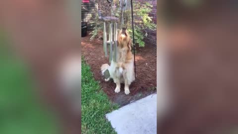 Pure Joy😇 Golden Retriever Howls Along with Wind Chimes🎶