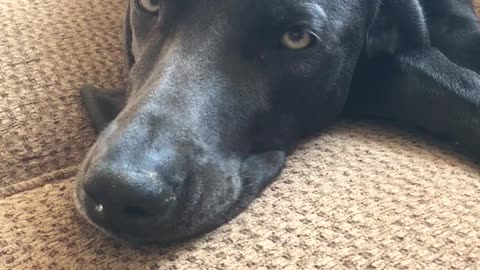 Weimaraner with an attitude always gets the last word