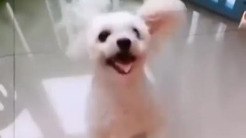 Funny and cute dog dancing so happy