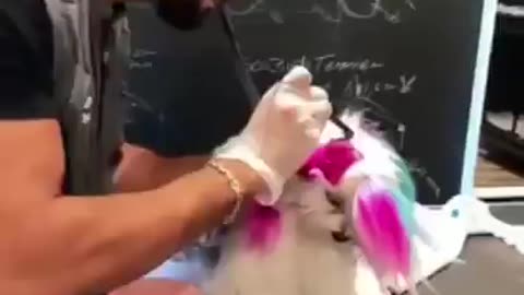 Cute pet dog hair coloring.....💜❤