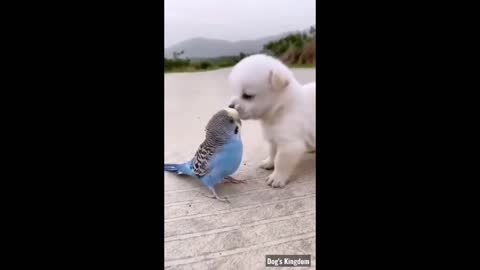 Cute Puppy And Parrot 🦜In The Best Friend😀😃😄✌✌👌👌