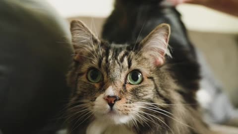 Parson Petting A Cat