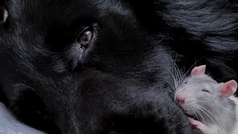 Doggy and Rat Snuggle in for a Snooze