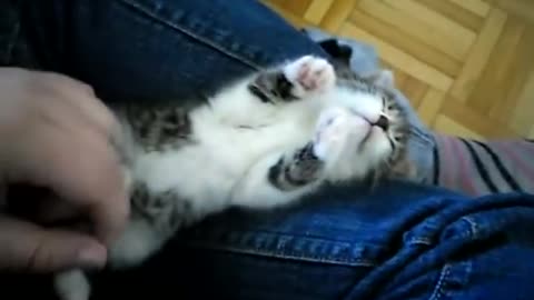 4 Week Old Kitten Falls Asleep