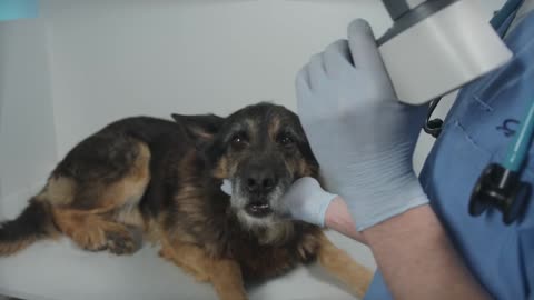 Vet examining dogs eye