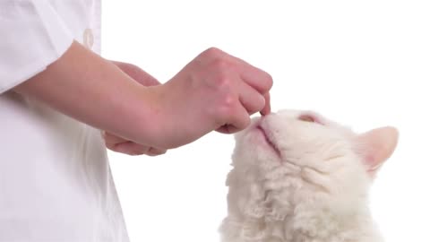 Feeding of a cute cat by vet