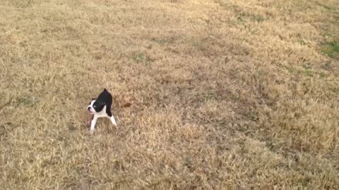 Little Dog Adorably Fails At Leash Training